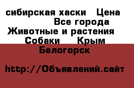 l: сибирская хаски › Цена ­ 10 000 - Все города Животные и растения » Собаки   . Крым,Белогорск